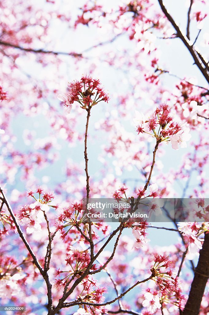 Pink Blossom on a Tree, Tokyo, Japan