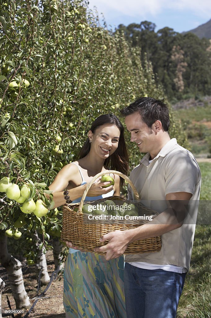 Couple Harvesting Pears