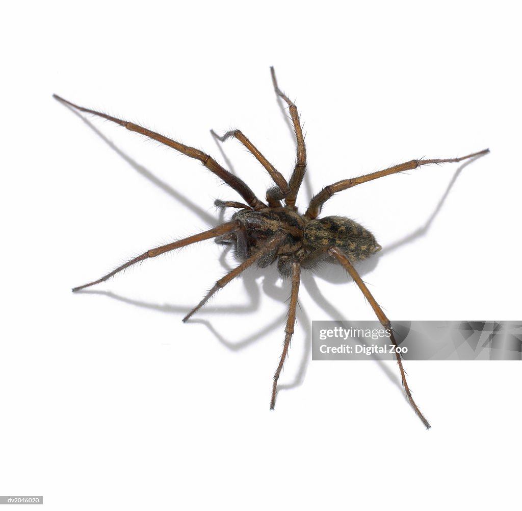 Studio Shot of a Spider on a White Background
