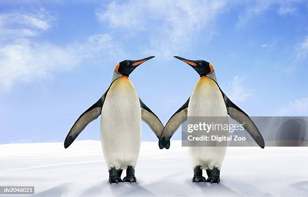 two king penguins stand side by side with their wings touching - holding hands in the snow stock pictures, royalty-free photos & images