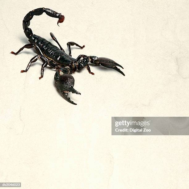 elevated view of a scorpion - territory fotografías e imágenes de stock
