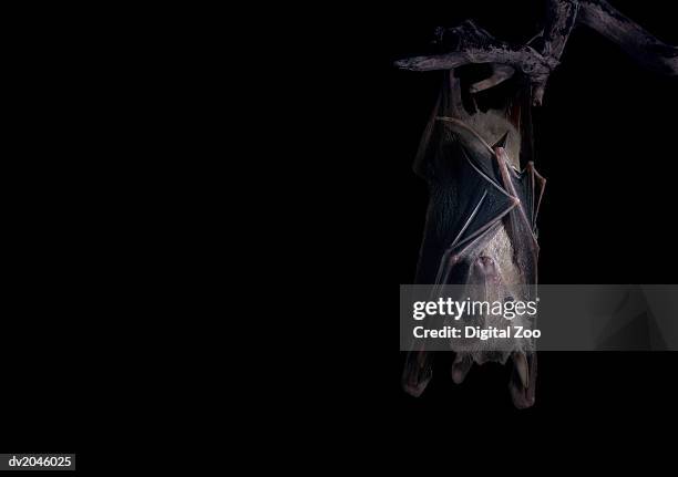 bat hanging from a branch at night - fledermaus stock-fotos und bilder