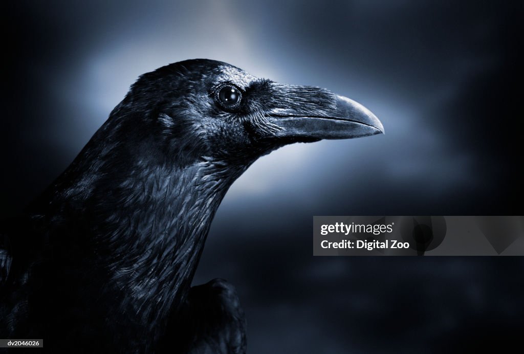 Close up of a Black Crow