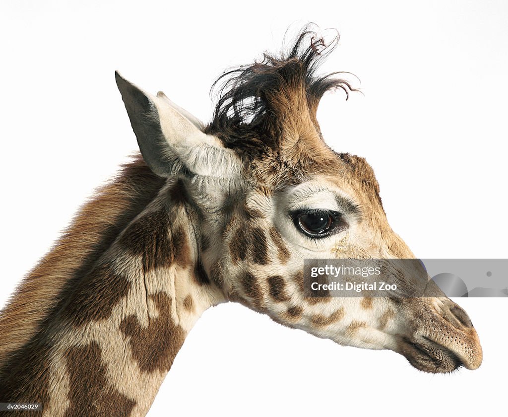 Side View of a Giraffe's Head