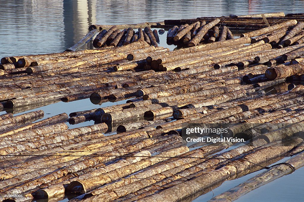 Felled Logs Floating on the Water