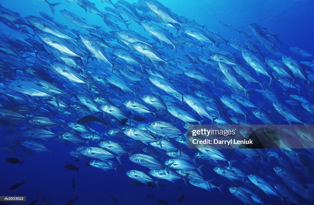 Large Group of Bluefin Trevally