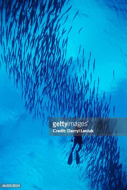 scuba diver swimming with a shoal of fish - barracuda - fotografias e filmes do acervo