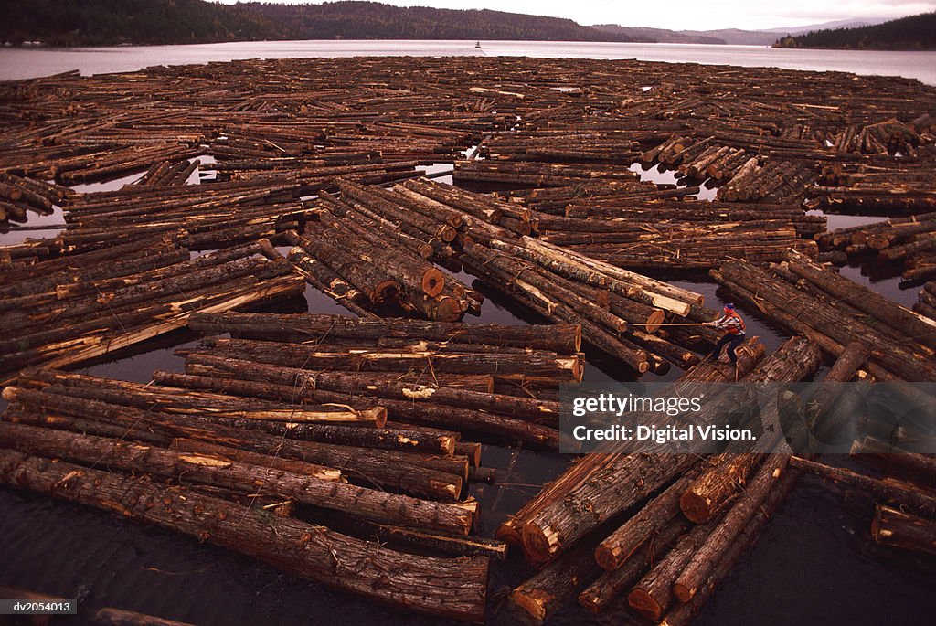 Timber Logs Floating on a Lake