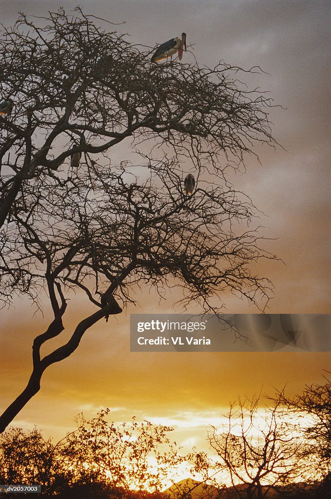 Four Vultures in a Tree