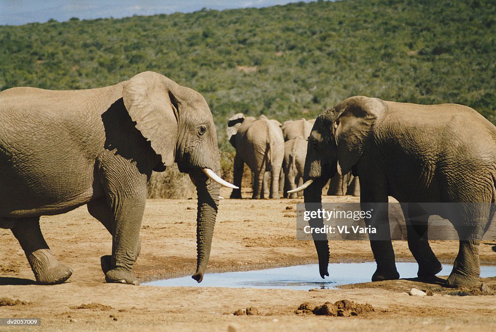 Elephants Standing by a Pond