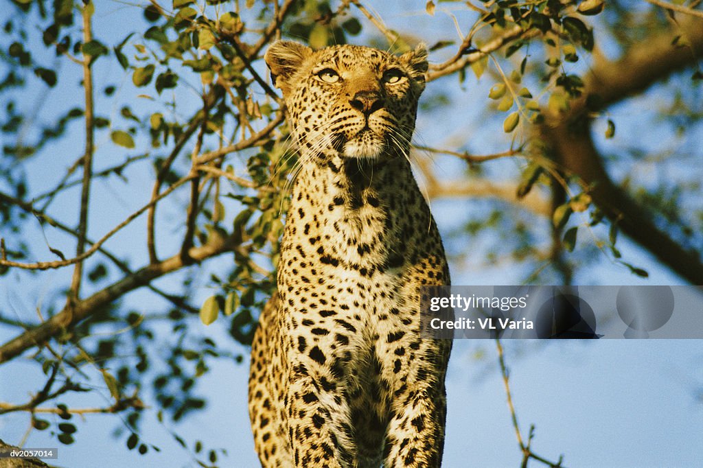 Low Angle View of a Leopard