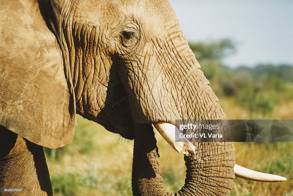 Elephant's Head With a Damaged Tusk