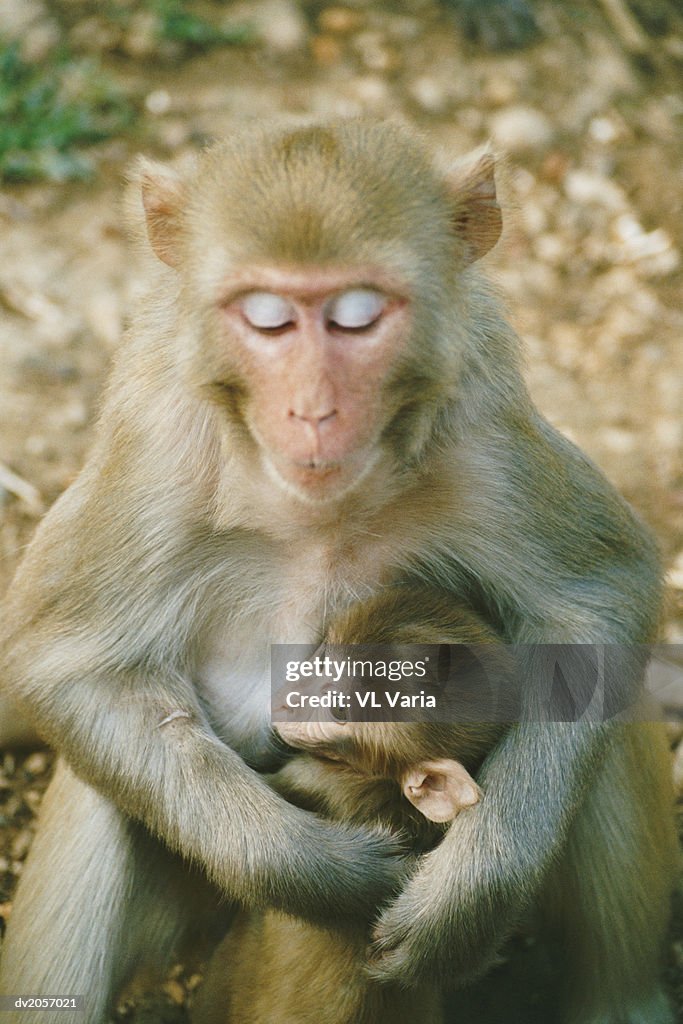 Macaque With Her Arms Around Her Baby