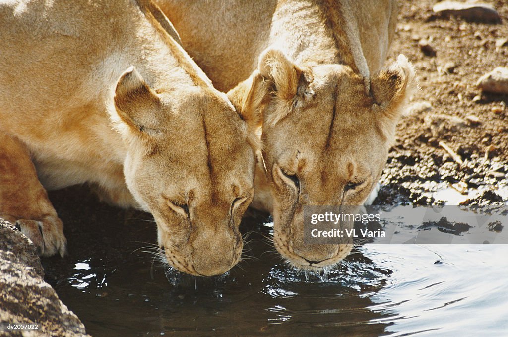 Two Lionesses Drinking Water From a Puddle