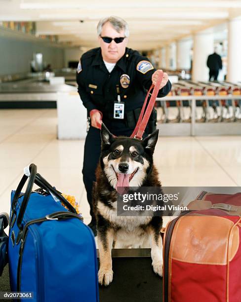 airport security guard with a sniffer dog - dog handler stock pictures, royalty-free photos & images