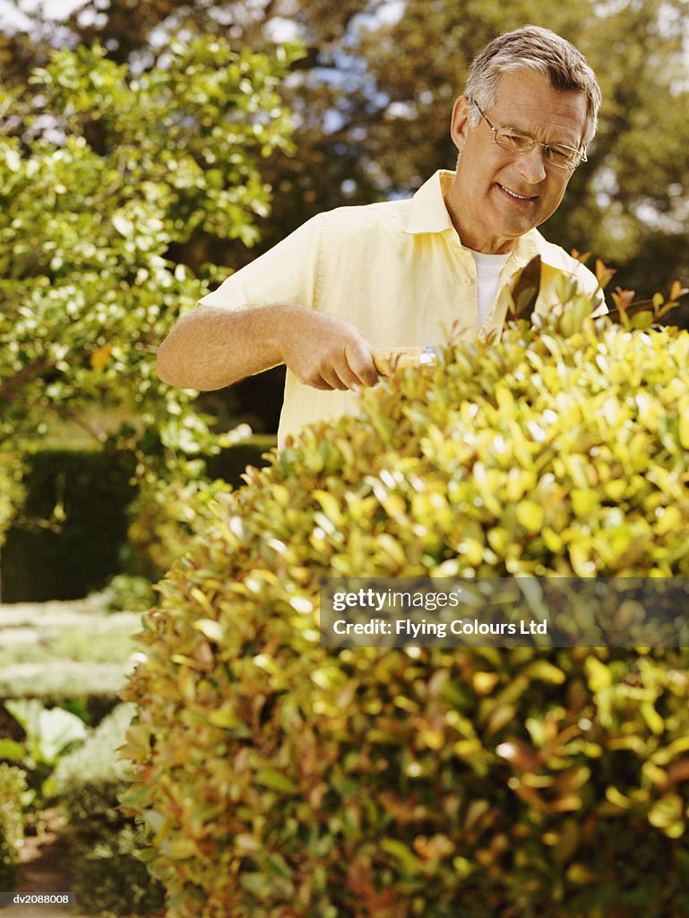 Senior Man Pruning a Hedge with Shears in a Domestic Garden