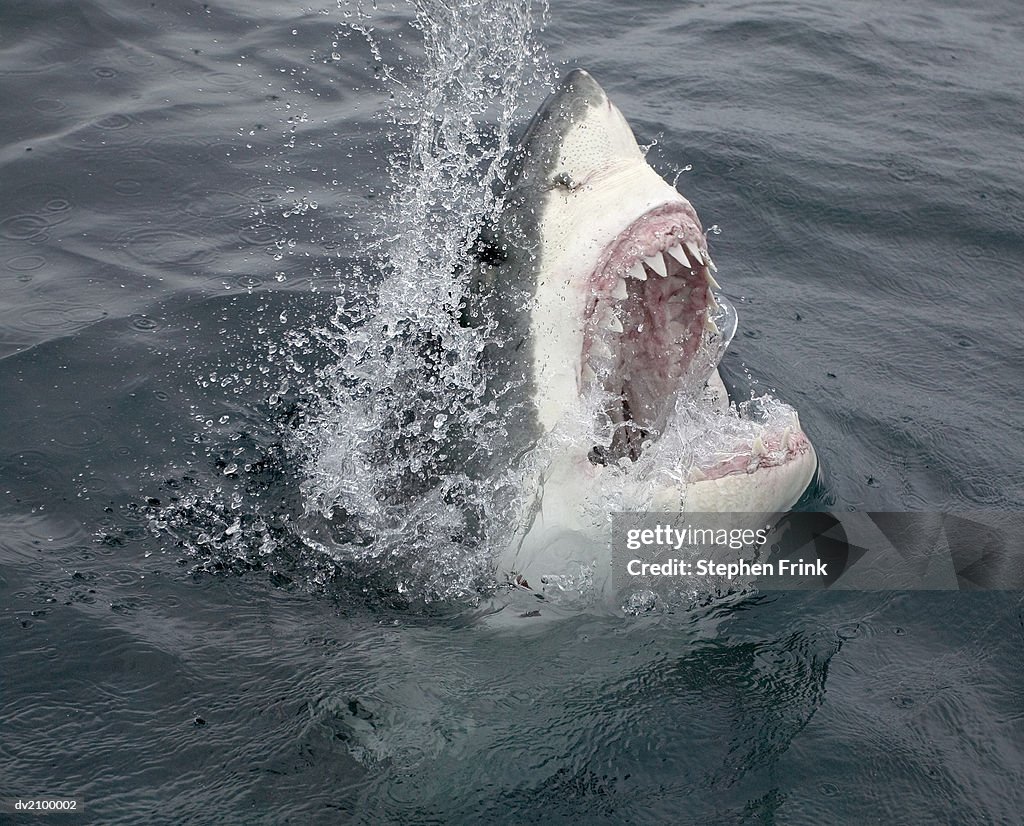 Great White Shark Emerging From the Water