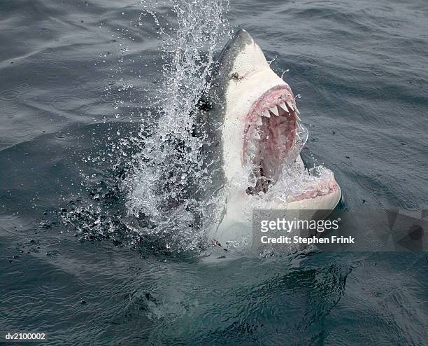 great white shark emerging from the water - animal teeth stock pictures, royalty-free photos & images