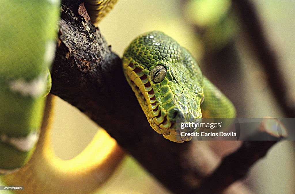 Close up of a Green Snake on a Branch