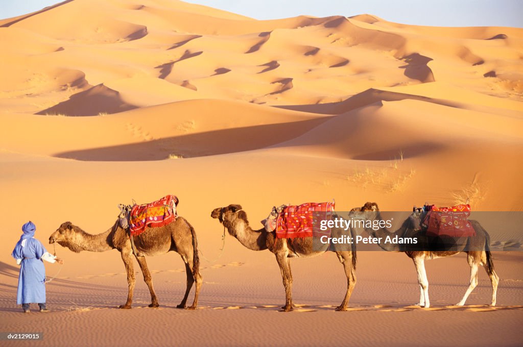 Morocco, Sahara Desert, man holding three camels