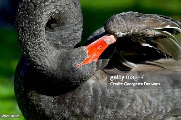 black swan - tierhals stock-fotos und bilder
