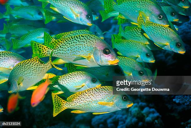 shoal of sweetlips swimming by a reef - sweetlips stock pictures, royalty-free photos & images