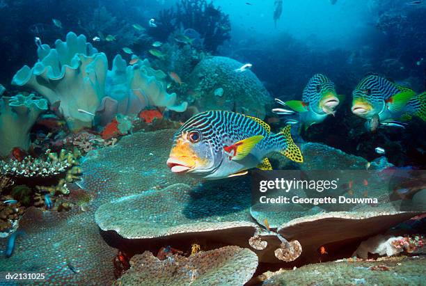 sweetlips swimming on a coral reef - plectorhinchus imagens e fotografias de stock