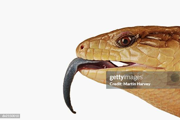 eastern blue tongued skink - blue tongue lizard stock pictures, royalty-free photos & images