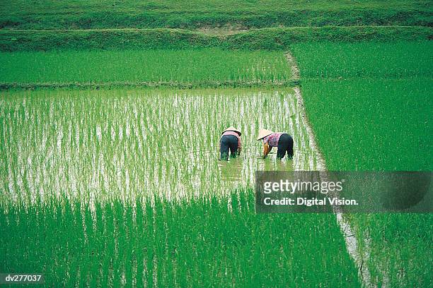 vietnamese working women in rice paddy - vietnamese ethnicity foto e immagini stock