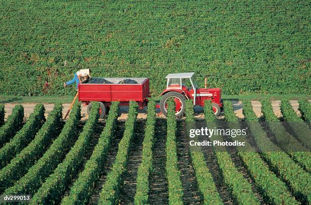 harvesting at vineyard - gestalt stock-fotos und bilder