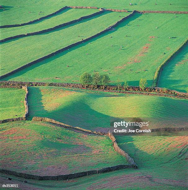 sections of grassy fields separated by walls - copeland england stock pictures, royalty-free photos & images