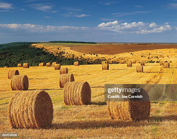 rolled bales of hay on farmland - hay fotografías e imágenes de stock