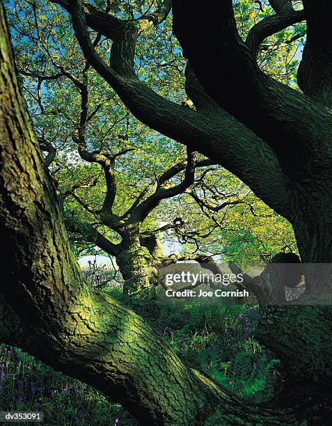 moss covered tree branches - eichenwäldchen stock-fotos und bilder
