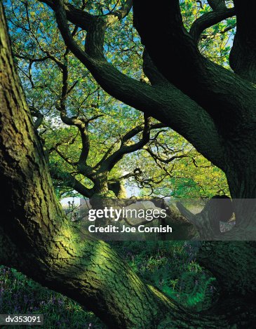 Moss covered tree branches Moss covered tree branches