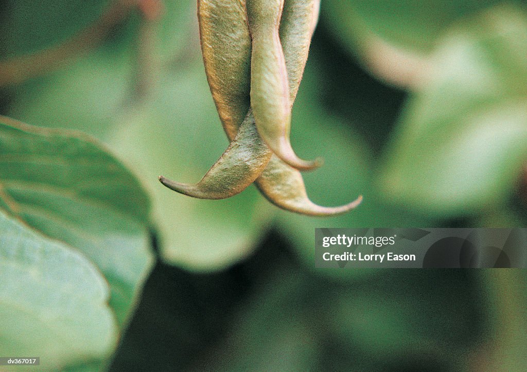 Green beans on vine