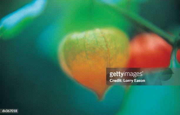 chinese lantern on vine - winter cherry stock pictures, royalty-free photos & images