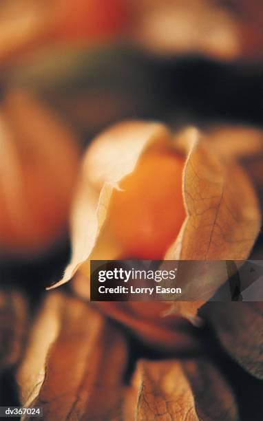 close-up of chinese lantern - japanese lantern foto e immagini stock