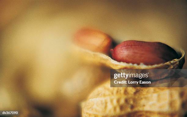 Open Nut Shell Nutshell Open Photos and Premium High Res Pictures - Getty Images