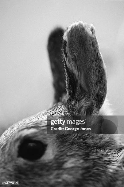 close-up of bunny ears - cottontail stockfoto's en -beelden