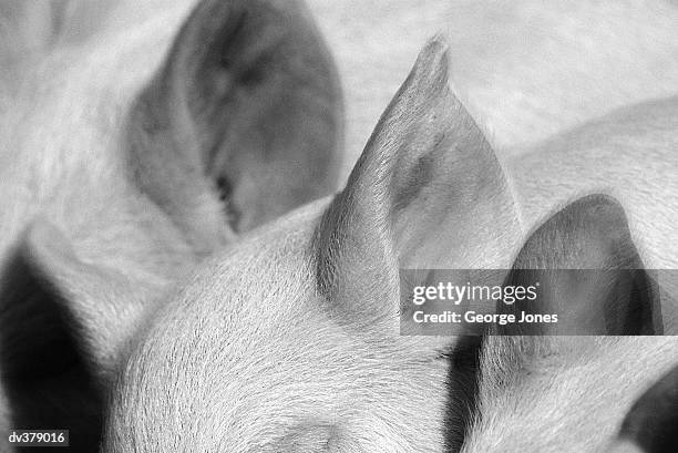 close-up of a row of pig's ears - ear close up foto e immagini stock