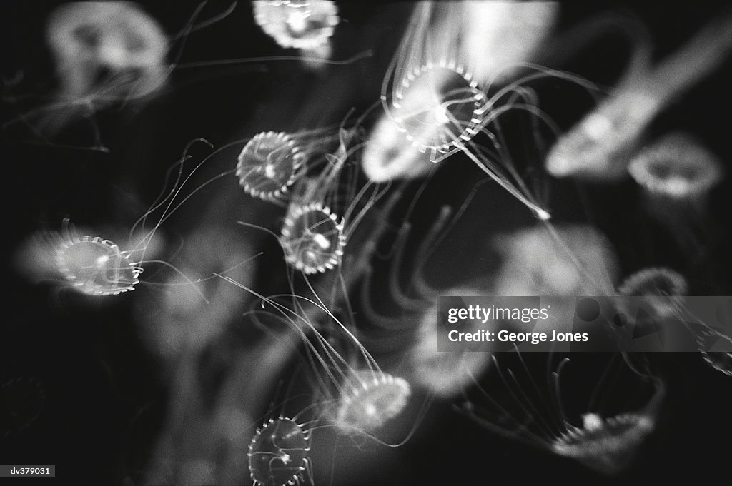 Close-up of a group of jellyfish