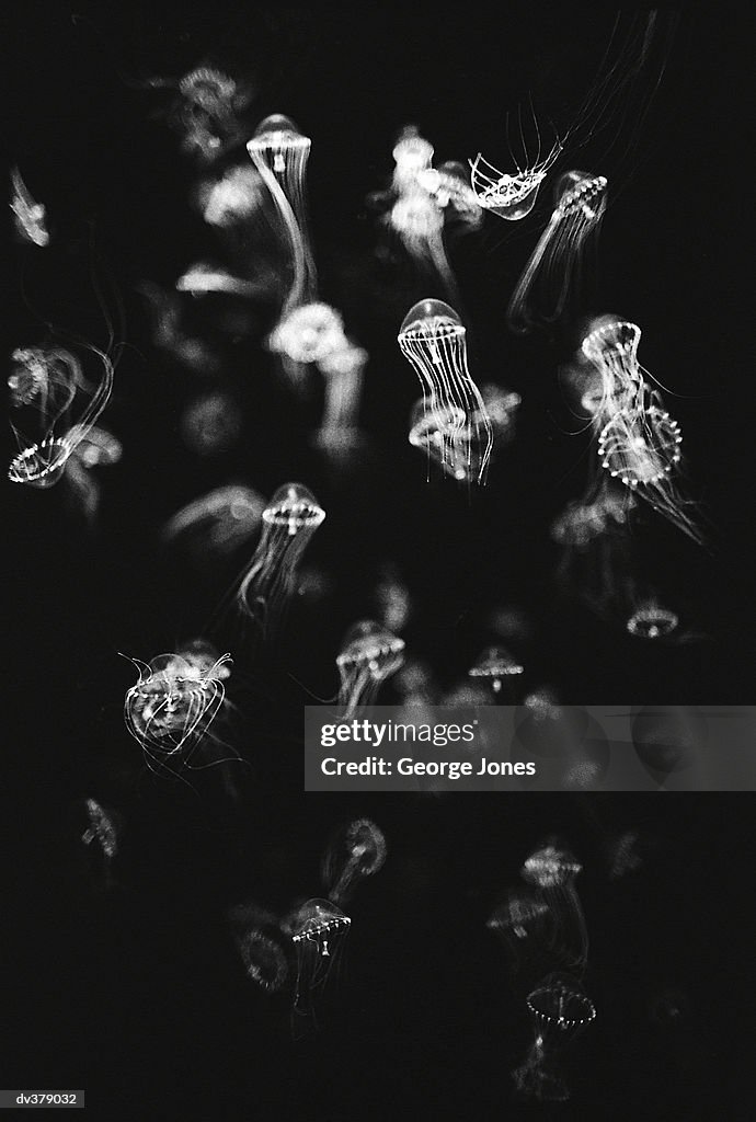 Floating jellyfish