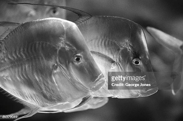close-up of fish with long faces - pferdekopf stock-fotos und bilder