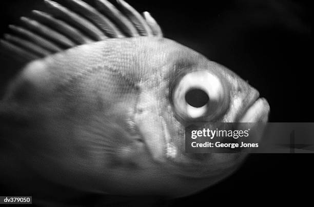 Bulging Rye Fish 1,167 Bulging Eyes Stock Photos, High-Res Pictures, and Images - Getty ...