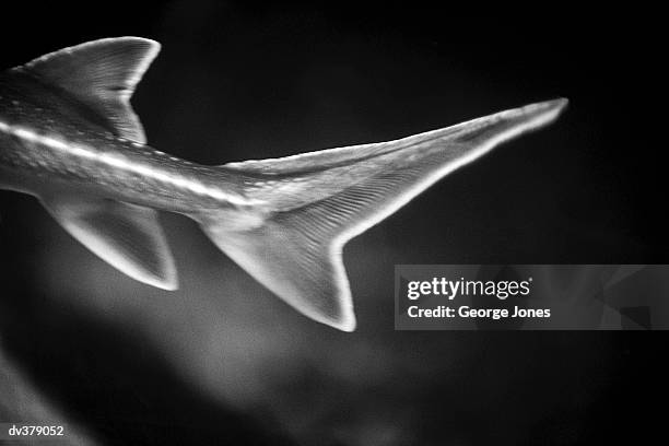 close-up of tail fin on fish - elasmobranch stockfoto's en -beelden