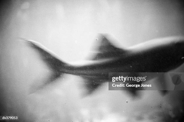 blurry shot of tail & back part of fish - bone fish stock-fotos und bilder