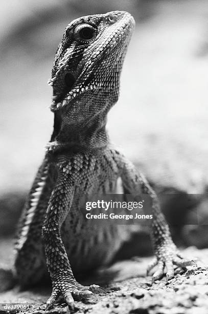 close-up of lizard looking up - jones stock pictures, royalty-free photos & images