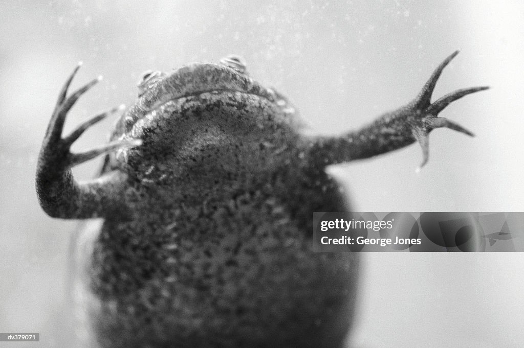 Clawed frog swimming in water