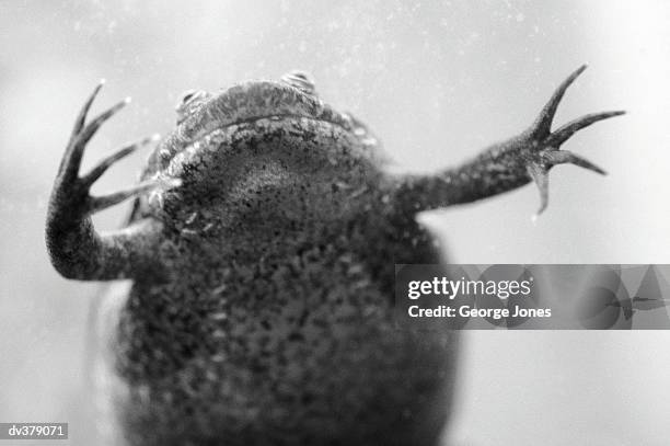 clawed frog swimming in water - african clawed frog stock pictures, royalty-free photos & images