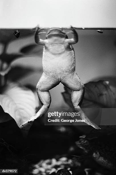 frog rising up from underwater - jones stock pictures, royalty-free photos & images